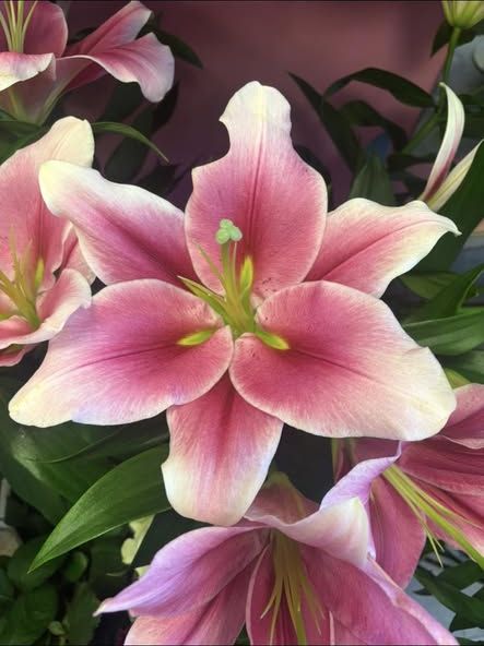 Pink stargazer lilies